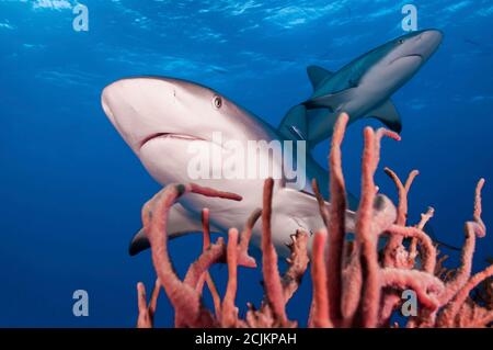 Requins de récif des Caraïbes près de la surface avec corail Banque D'Images