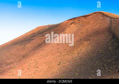 Variétés de plantes vertes qui poussent sur des sables de lave volcaniques dans le désert du parc des volcans de Timanfaya. Lanzarote, Îles Canaries, Espagne. Environnement, concept. Banque D'Images