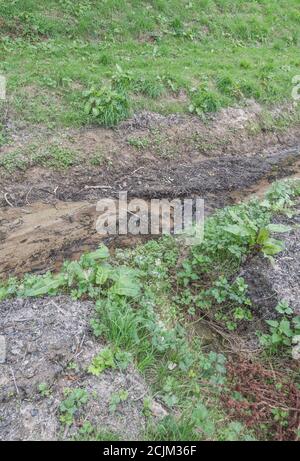 Les drains de champs agricoles à écoulement libre ont récemment été nettoyés et débarrassés des mauvaises herbes aquatiques. Pour la gestion des terres, la gestion des eaux usées, la lutte contre les inondations. Banque D'Images