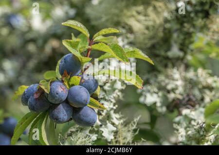 Le lichen couvrait le Plum sauvage dans la haie de Cornish - partie de la séquence de fructification. Plus petit que Damson mais plus grand que les sloe connexes. Peut-être bullace. (Voir REMARQUES) Banque D'Images