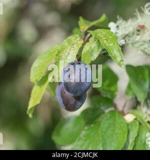 Le lichen couvrait le Plum sauvage dans la haie de Cornish - partie de la séquence de fructification. Plus petit que Damson mais plus grand que les sloe connexes. Peut-être bullace. (Voir REMARQUES) Banque D'Images