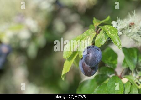Le lichen couvrait le Plum sauvage dans la haie de Cornish - partie de la séquence de fructification. Plus petit que Damson mais plus grand que les sloe connexes. Peut-être bullace. (Voir REMARQUES) Banque D'Images