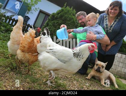 20 août 2020, Bavière, Bad Brönenbach: Simone et Achim Wagner et leur fille Veronika nourrissent les poulets dans leur jardin. Pendant la pandémie de Corona, de plus en plus de familles reçoivent de la volaille dans leurs propres jardins (à dpa-KORR: 'Dig, Cat, Chicken: L'élevage de volaille devient un passe-temps de Corona' à partir de 15.09.2020). Photo : Karl-Josef Hildenbrand/dpa Banque D'Images