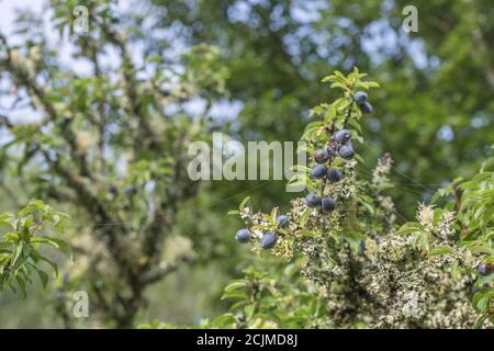 Le lichen couvrait le Plum sauvage dans la haie de Cornish - partie de la séquence de fructification. Plus petit que Damson mais plus grand que les sloe connexes. Peut-être bullace. (Voir REMARQUES) Banque D'Images