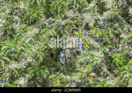 Le lichen couvrait le Plum sauvage dans la haie de Cornish - partie de la séquence de fructification. Plus petit que Damson mais plus grand que les sloe connexes. Peut-être bullace. (Voir REMARQUES) Banque D'Images