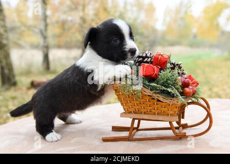 Corgi gallois pembroke chiot et traîneau avec des cadeaux Banque D'Images