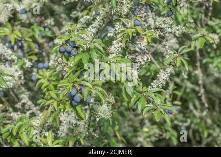 Le lichen couvrait le Plum sauvage dans la haie de Cornish - partie de la séquence de fructification. Plus petit que Damson mais plus grand que les sloe connexes. Peut-être bullace. (Voir REMARQUES) Banque D'Images