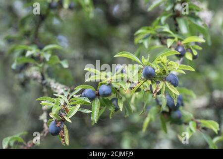 Le lichen couvrait le Plum sauvage dans la haie de Cornish - partie de la séquence de fructification. Plus petit que Damson mais plus grand que les sloe connexes. Peut-être bullace. (Voir REMARQUES) Banque D'Images