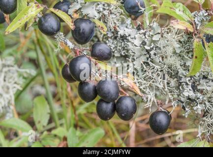 Le lichen couvrait le Plum sauvage dans la haie de Cornish - partie de la séquence de fructification. Plus petit que Damson mais plus grand que les sloe connexes. Peut-être bullace. (Voir REMARQUES) Banque D'Images