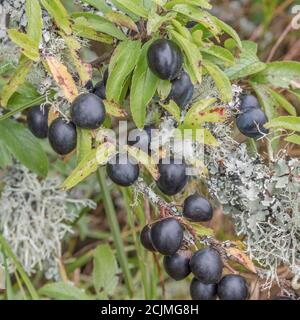 Le lichen couvrait le Plum sauvage dans la haie de Cornish - partie de la séquence de fructification. Plus petit que Damson mais plus grand que les sloe connexes. Peut-être bullace. (Voir REMARQUES) Banque D'Images
