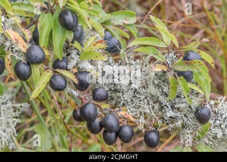 Le lichen couvrait le Plum sauvage dans la haie de Cornish - partie de la séquence de fructification. Plus petit que Damson mais plus grand que les sloe connexes. Peut-être bullace. (Voir REMARQUES) Banque D'Images
