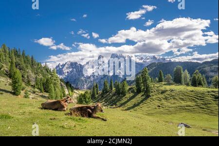 Vaches sur le pâturage de la place Prato dans le parc national des trois pics dans les Dolomites Sexten, au sud du Tyrol, en Italie Banque D'Images