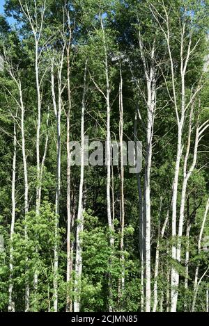 Ligne ou rangée de peupliers blancs, Populus alba, alias peupliers argentés ou peupliers Silverleaf montrant des trunks d'arbre blancs caractéristiques Banque D'Images