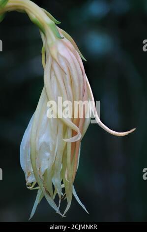 La Reine exotique de la nuit fleurit au crépuscule, cactus qui fleurissent rarement et seulement la nuit, parfois appelé cereus de nuit Banque D'Images