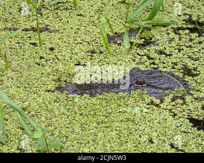 Alligator américain (alligator mississippiensis) Dans le duckweed dans le parc national de Myakka River à Sarasota en Floride ÉTATS-UNIS Banque D'Images