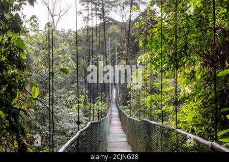 Sarapiqui aventure suspension Bridge Canopy Tours dans la forêt tropicale, zone Atlantique du Costa Rica. Banque D'Images