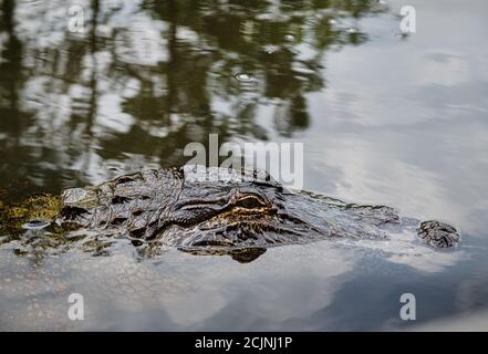 Alligator dans les marais de la Nouvelle-Orléans, Louisiane, États-Unis Banque D'Images