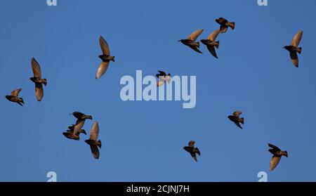 Troupeau de pigeons volant sous le ciel bleu Banque D'Images