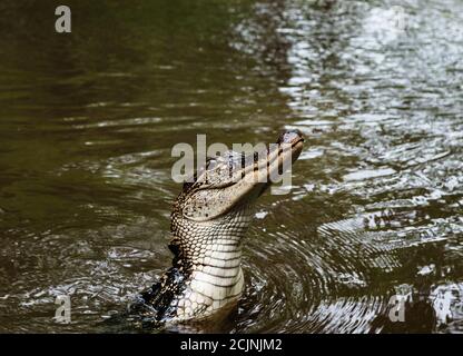 Alligator dans les marais de la Nouvelle-Orléans, Louisiane, États-Unis Banque D'Images