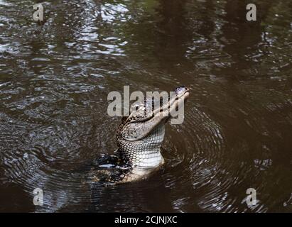 Alligator dans les marais de la Nouvelle-Orléans, Louisiane, États-Unis Banque D'Images