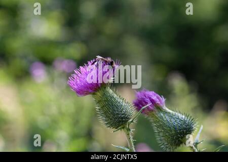 Gros plan d'une abeille sur des chardons dans un champ sous la lumière du soleil avec un arrière-plan flou Banque D'Images