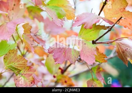 Feuillage d'automne jaune, vert et rouge sur les branches d'un pommier sauvage dans le jardin d'une maison de campagne. Arrière-plan pour le magazine ou l'ordinateur portable cov Banque D'Images