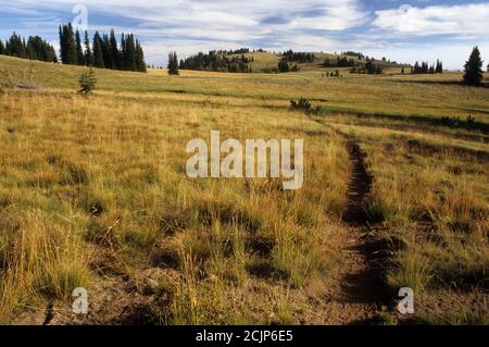 Little Eagle Meadows, Eagle Cap Wilderness, Wallowa-Whitman National Forest, Oregon Banque D'Images