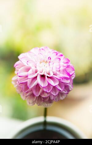 Dahlia rose dans un pot blanc avec un fond doux Banque D'Images