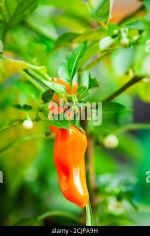 Jalapeno orange prêt à être cueilli de la plante de Chili. Pris au plus fort de l'été dans un jardin à la maison. Banque D'Images