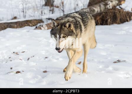 Loup gris (Canis lupus) Marche en avant à travers hiver neige - animal captif Banque D'Images