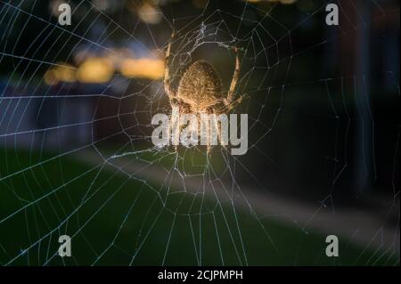 Gros plan d'une araignée de jardin commune assise dans son filet en Pennsylvanie, PA, USA Banque D'Images