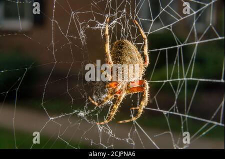 Gros plan d'une araignée de jardin commune assise dans son filet en Pennsylvanie, PA, USA Banque D'Images