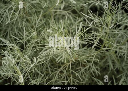 California Sagebrush (Artemisia californica) Banque D'Images