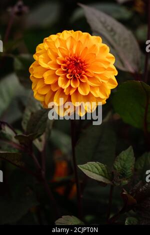 Dahlia 'David Howard' Banque D'Images