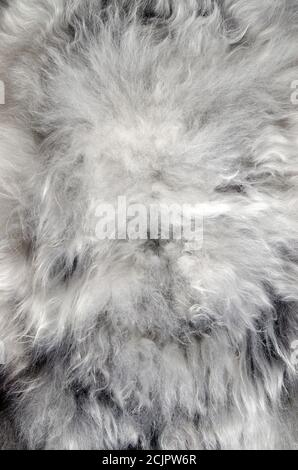 Texture fourrure de peau de mouton, arrière-plan abstrait. Banque D'Images