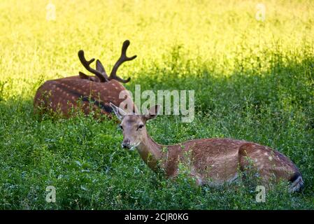 Un cerf femelle au premier plan et un cerf mâle au fond hors foyer reposent sur l'herbe un jour d'été. Banque D'Images