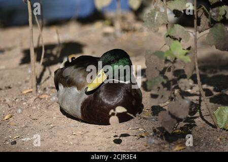 Canard colvert mâle (Anas platyrhynchos) situé au Soleil dans le Staffordshire, Angleterre Banque D'Images