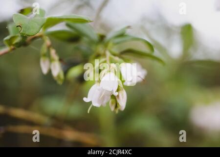 Bourgeons de bleuets blancs sur une brousse. Brindilles aux bleuets. Fleurs blanches. Gros plan d'une fleur. Fleur de myrtille. La plante de bleuet a fleuri. Banque D'Images