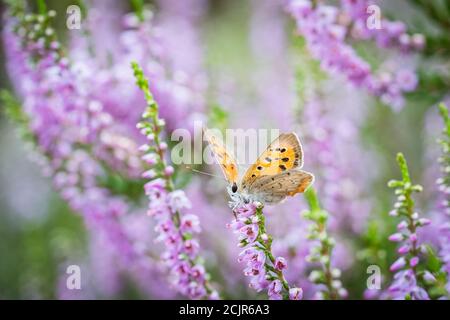 Le bleu chiné (Plebeius argus), petits papillons d'une envergure de 3 centimètres. Les mâles ont des ailes supérieures bleues, les femelles sont brunes Banque D'Images