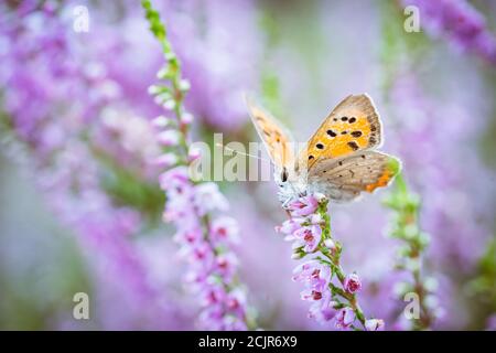 Le bleu chiné (Plebeius argus), petits papillons d'une envergure de 3 centimètres. Les mâles ont des ailes supérieures bleues, les femelles sont brunes Banque D'Images