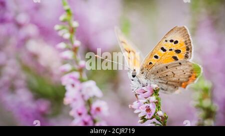 Le bleu chiné (Plebeius argus), petits papillons d'une envergure de 3 centimètres. Les mâles ont des ailes supérieures bleues, les femelles sont brunes Banque D'Images