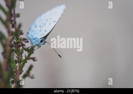 Le bleu chiné (Plebeius argus), petits papillons d'une envergure de 3 centimètres. Les mâles ont des ailes supérieures bleues, les femelles sont brunes Banque D'Images