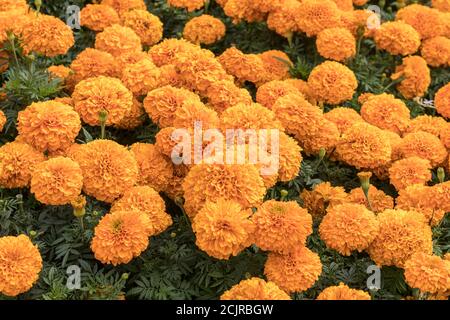Marigolds en lit de fleurs, pays de Galles, Royaume-Uni Banque D'Images