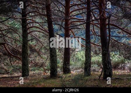 Vallée de Lozoya dans le parc national de la Sierra de Guadarrama, Sistema Central. Port de Navafría à Segovia et Madrid Banque D'Images