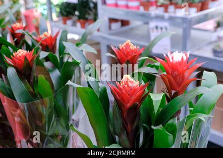 Bromelia Guzmania, fleur aux pétales rouges et feuilles vertes. Famille des Bromeliaceae. Vente en magasin. Banque D'Images