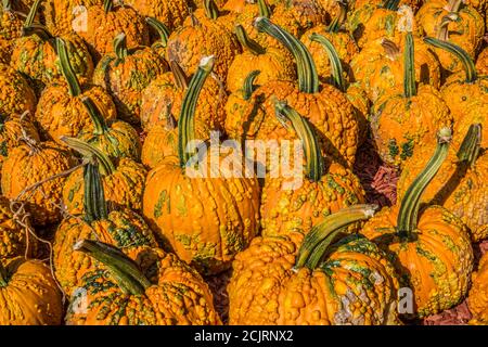 Beaucoup de différentes tailles et formes de citrouilles avec des verrues sur ils qui sont appelés les bosses d'oie un étrange et inhabituel type de citrouille dans une ferme sur un lumineux Banque D'Images