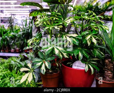 Schefflera actinophylla ou arbre ombrelle jaune et vert feuilles de près. Vente en magasin. Mise au point sélective Banque D'Images