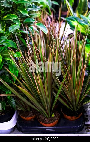 Une plante Dracaena marginata feuilles en céramique plantoir.Vente dans le magasin. Mise au point sélective Banque D'Images