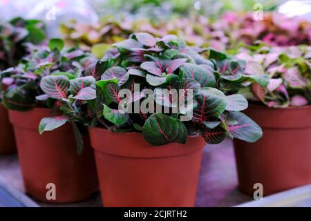 Mélange Fittonia coloré plante dans un pot gros plan. Vente en magasin. Mise au point sélective Banque D'Images