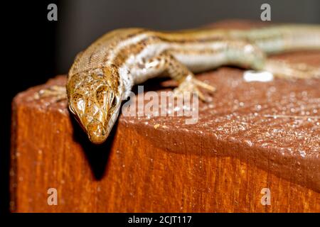 Gros plan du lézard (Podarcis hispanicus) avec fond non focalisé Banque D'Images